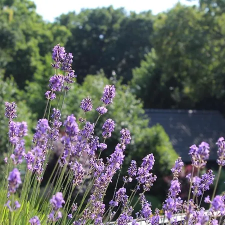 Ruim Met Terras Rustig Gelegen, Centrum Bergen
